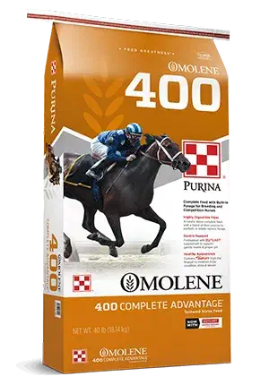 Horse_Omolene400 (1)